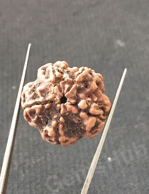 5 Mukhi Natural Certified Rudraksha Size- 22.3 mm Premium